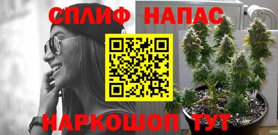 гашик Сланцы